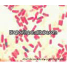 Bacillus subtilis probiotic